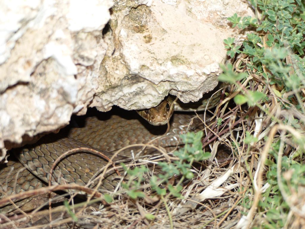 Colubro di Lampedusa Malpolon insignitus